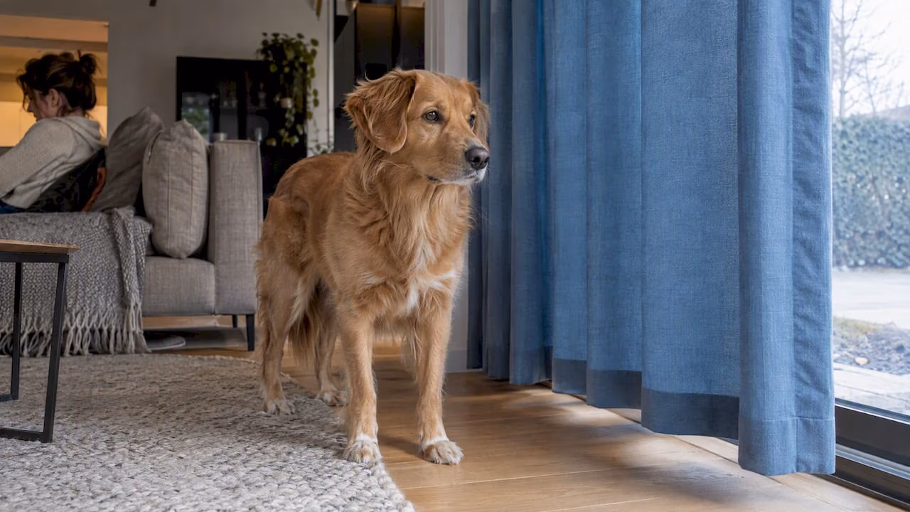 Huisdieren en gordijnen: raamdecoratie die kat en hond overleeft
